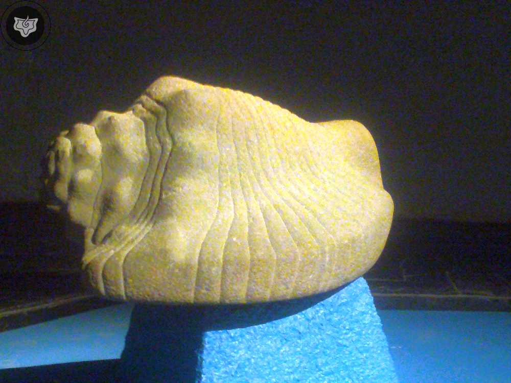 Templo Mayor Foto 0321