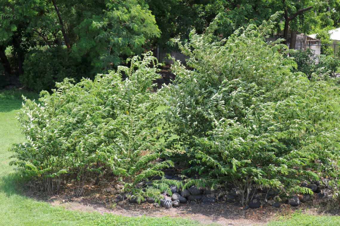 Zona Arqueológica de Cempoala Foto 192