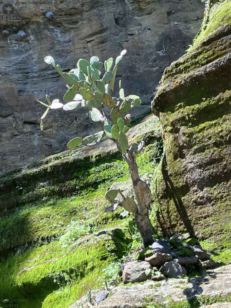Zona Arqueológica de Malinalco Foto 051