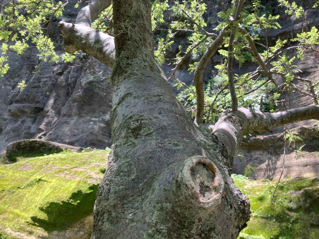 Zona Arqueológica de Malinalco Foto 052