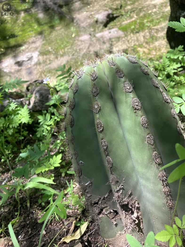 Zona Arqueológica de Malinalco Foto 055