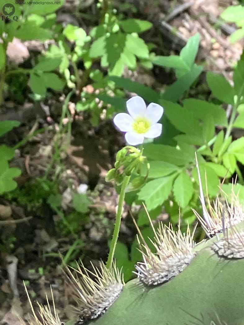 Zona Arqueológica de Malinalco Foto 056
