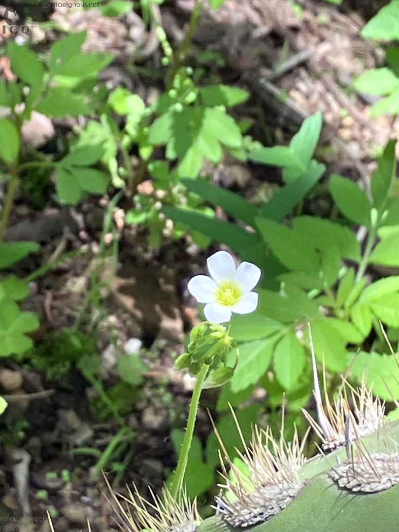 Zona Arqueológica de Malinalco Foto 057