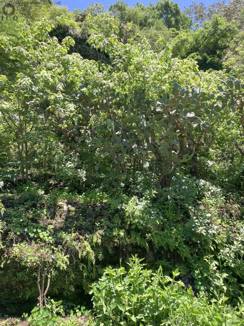 Zona Arqueológica de Malinalco Foto 061