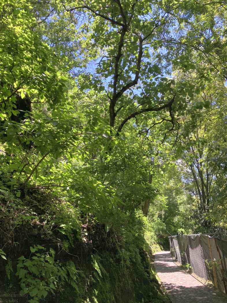 Zona Arqueológica de Malinalco Foto 065