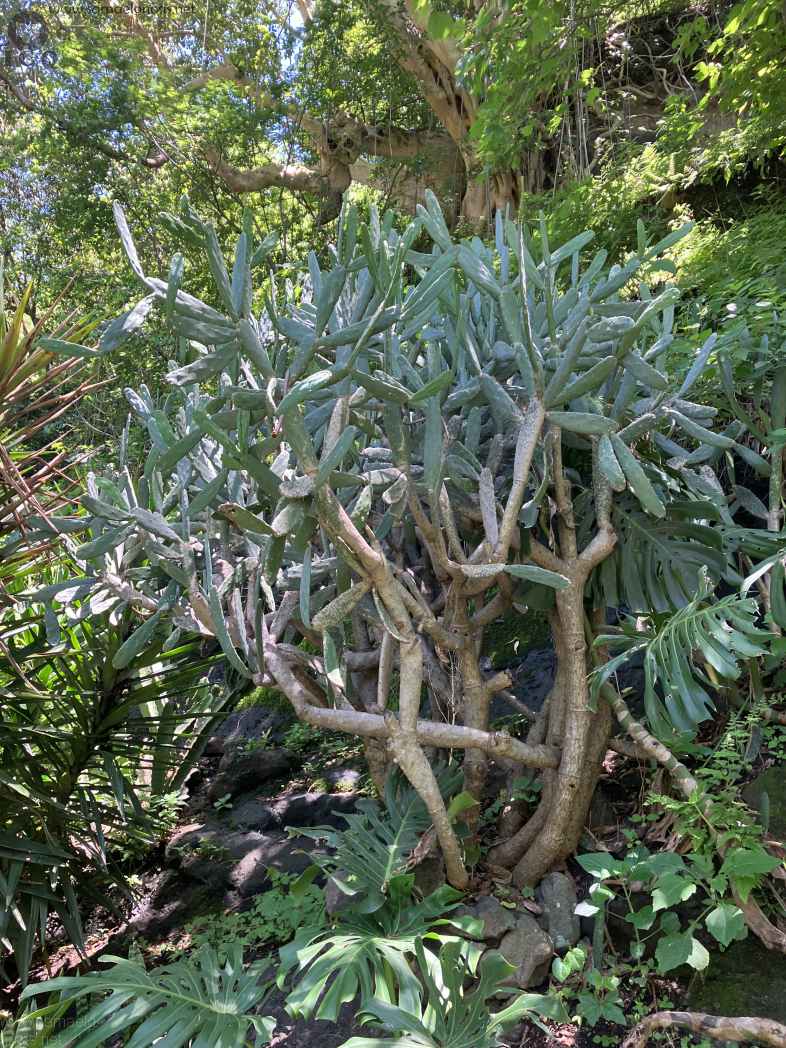 Zona Arqueológica de Malinalco Foto 067
