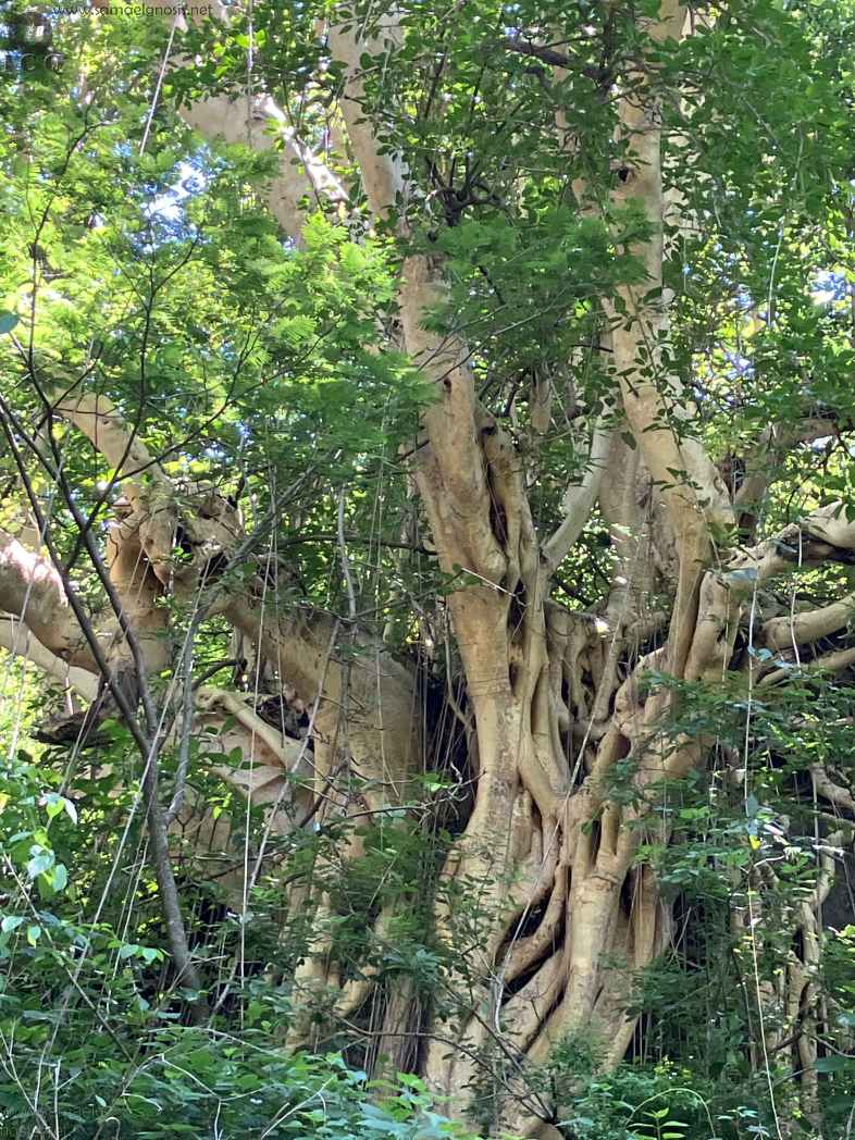 Zona Arqueológica de Malinalco Foto 069