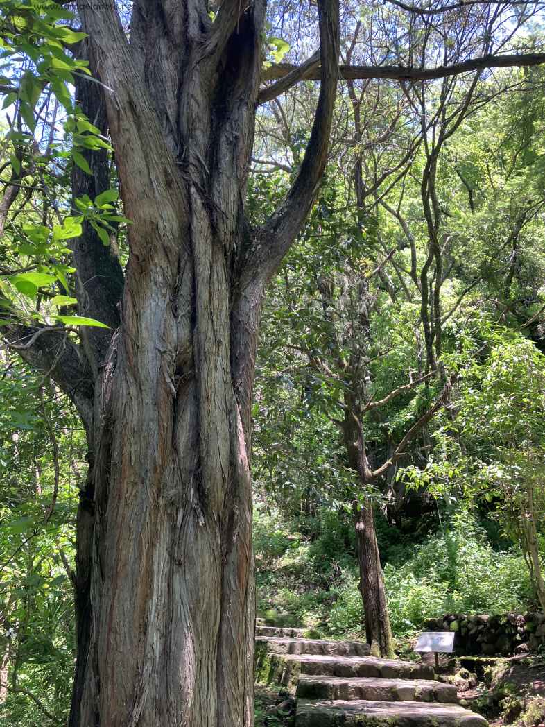 Zona Arqueológica de Malinalco Foto 072