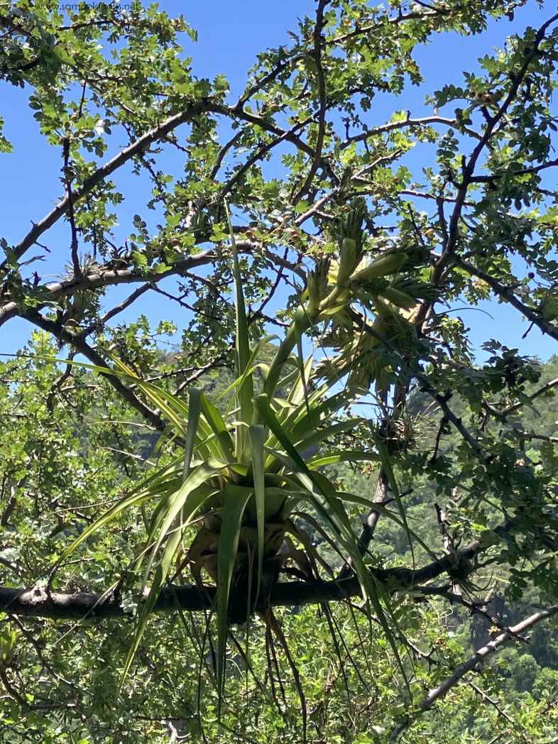 Zona Arqueológica de Malinalco Foto 084