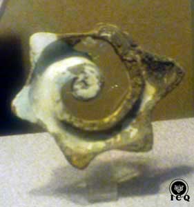 Fotos de caracoles de piezas arqueológicas, por el ICQ Gnosis.