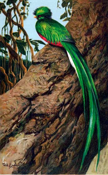 Quetzal. Enciclopedia Universal. 1920.